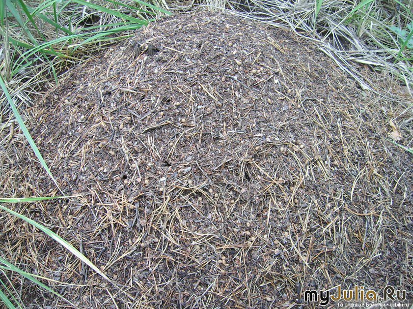 А помните что мы ели в детстве? Пестики, сухарница, помидоры с сахаром