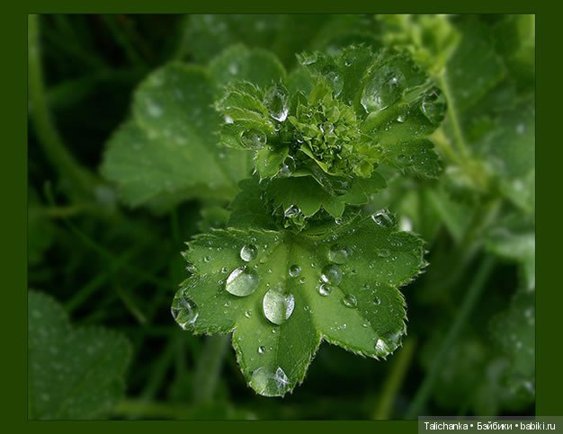 А помните что мы ели в детстве? Пестики, сухарница, помидоры с сахаром
