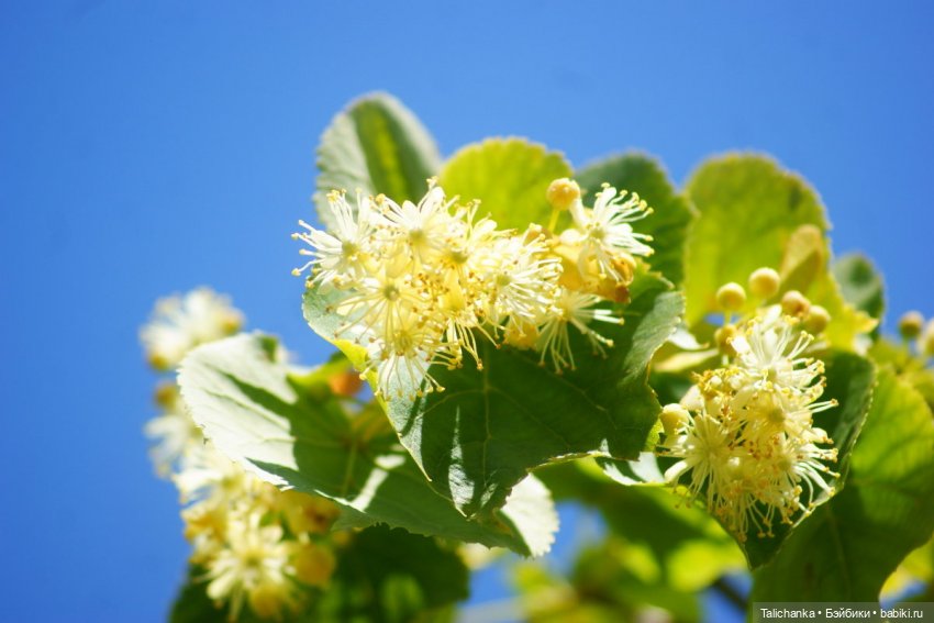 Вторая выписка июня. Восстанавливаем утраченные волосы, улучшаем зрение, поправляем разболтанные суставы, очищаем чеканку до