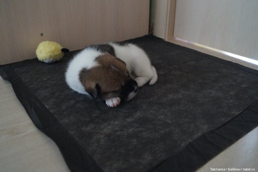 Четвёртая выписка мая. Заглаживаем покусы ножек паяльником. Доктор Плюшева работает не покладая рук. Приводим в порядок