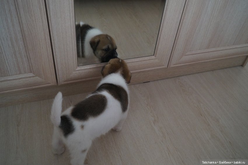 Первая выписка июня. Полная прошивка шарнирочки. Доктор Плюшева работает с мягкими пациентами. Перетяжка резинок.