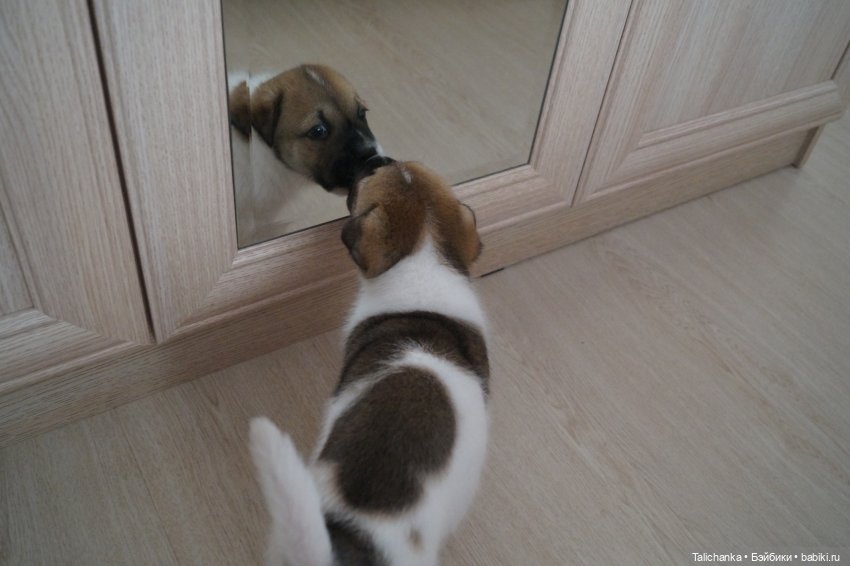 Первая выписка июня. Полная прошивка шарнирочки. Доктор Плюшева работает с мягкими пациентами. Перетяжка резинок.