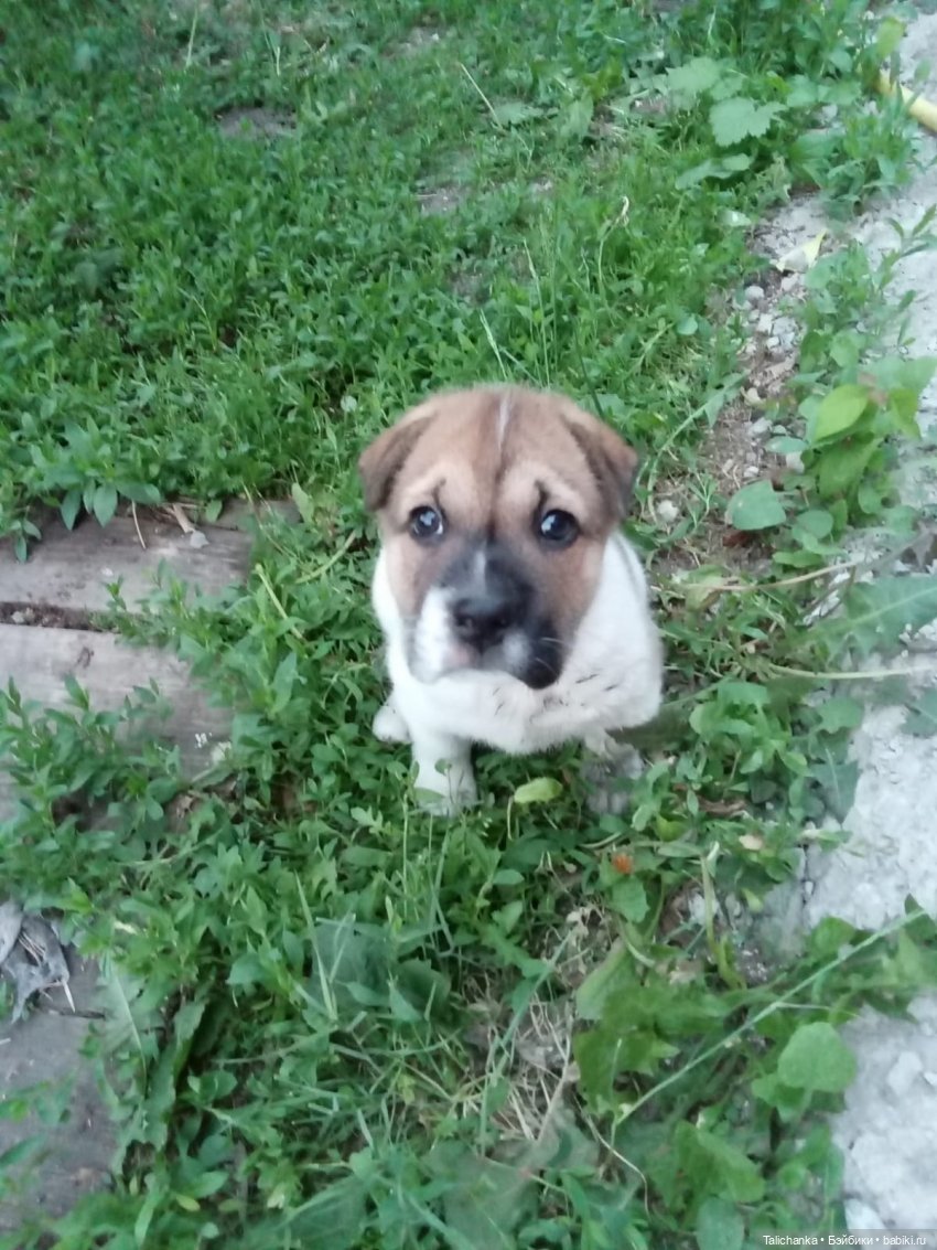 Третья выписка июня. Полная прошивка Оленьки. Паяем Шурочку. Как сделать реснички кукле СССР. Приводим в порядок волосы