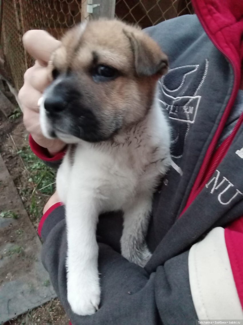 Третья выписка июня. Полная прошивка Оленьки. Паяем Шурочку. Как сделать реснички кукле СССР. Приводим в порядок волосы