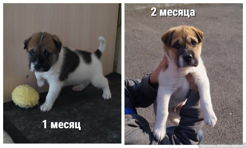 Четвёртая выписка июня. Паяем разбитое тело с утратами. Полная прошивка+завивка. Как починить шейный шарнир. Чем снять