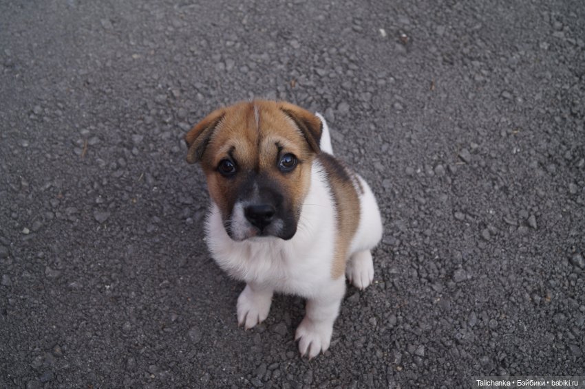 Четвёртая выписка июня. Паяем разбитое тело с утратами. Полная прошивка+завивка. Как починить шейный шарнир. Чем снять