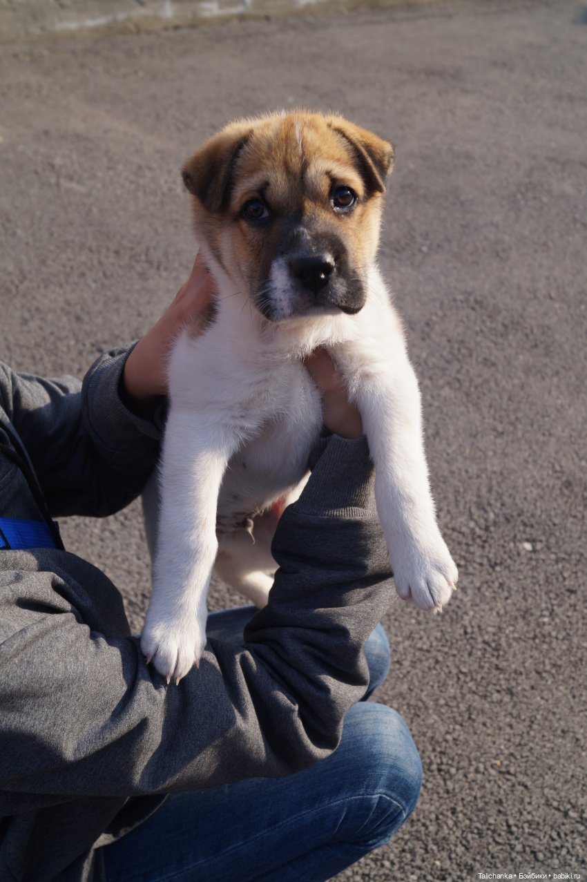 Четвёртая выписка июня. Паяем разбитое тело с утратами. Полная прошивка+завивка. Как починить шейный шарнир. Чем снять