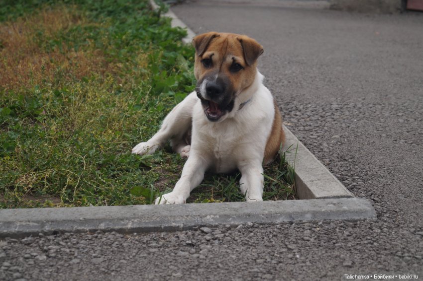 Четвёртая выписка сентября. Лечим Нэнси и возрождаем её костюм. Были головы - стали милые ляли