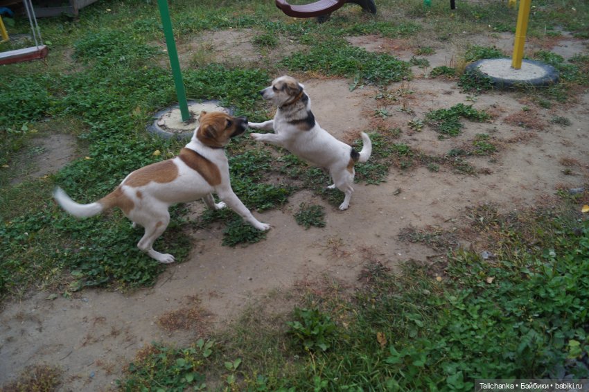 Четвёртая выписка сентября. Лечим Нэнси и возрождаем её костюм. Были головы - стали милые ляли