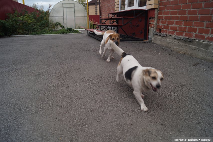 Четвёртая выписка сентября. Лечим Нэнси и возрождаем её костюм. Были головы - стали милые ляли