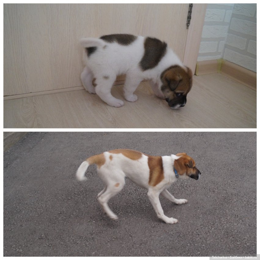 Четвёртая выписка сентября. Лечим Нэнси и возрождаем её костюм. Были головы - стали милые ляли