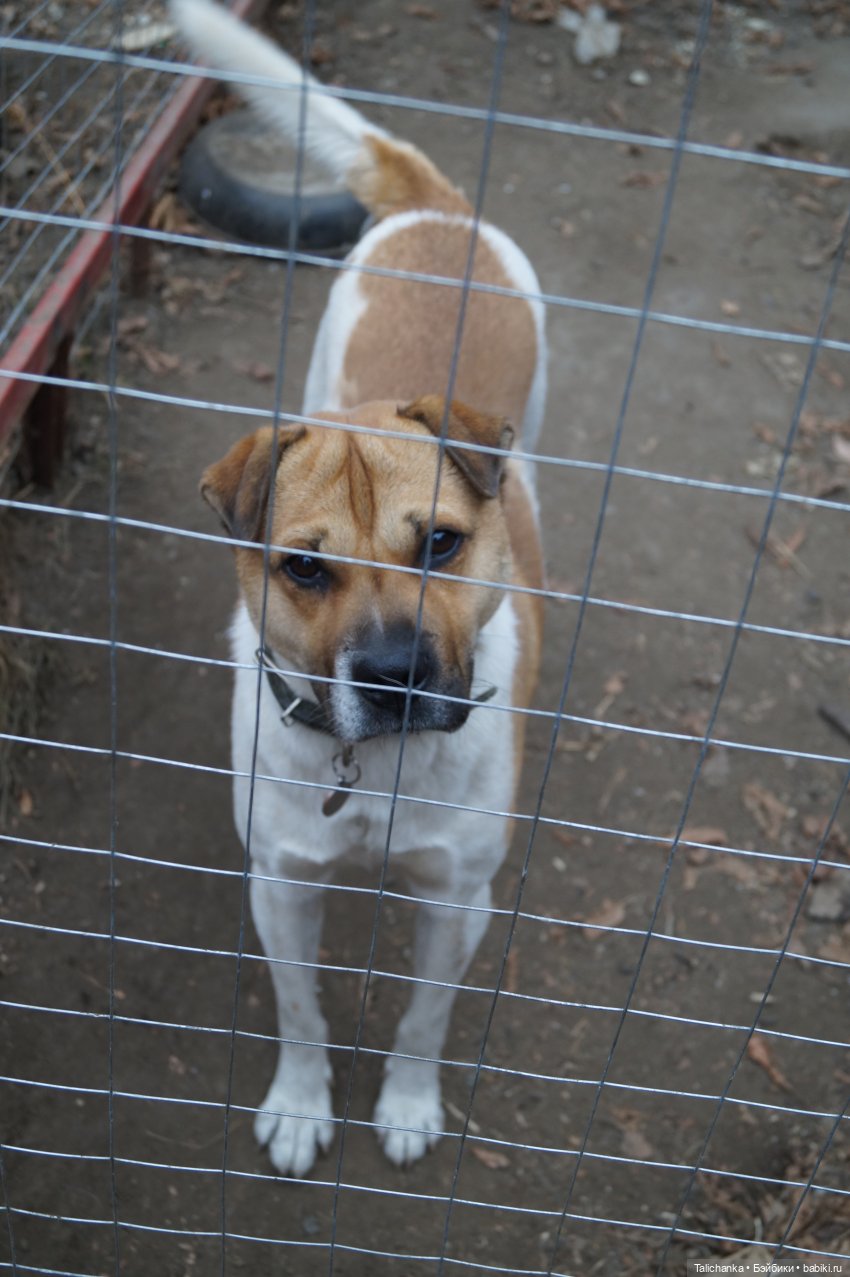 Первая выписка ноября Отбеливаем глазки от желтизны, паяем покусы на пластике, Паяем руку и голову Сигуте, Восстанавливаем