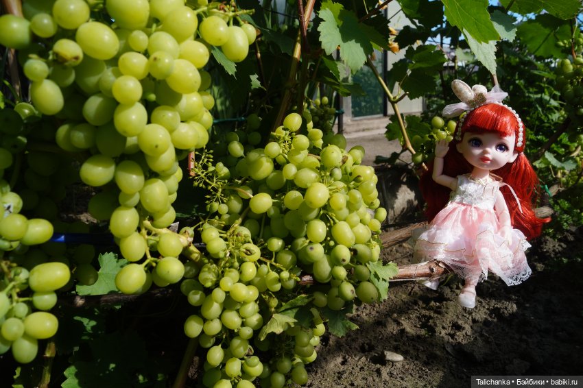 Летняя прогулка Алисы. Август (фото 2)