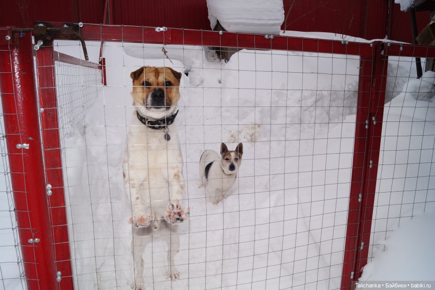 Вторая выписка марта. Как убрать следы горячего пистолета с куклы. Восстанавливаем волосы. Перетяжка пупсика и собачки