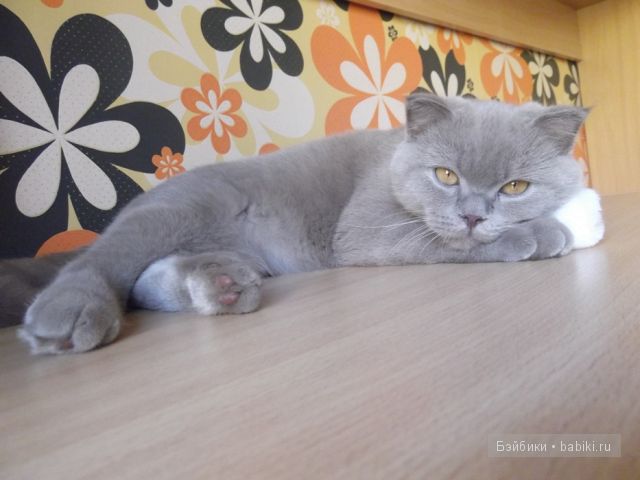 моника левениг моника левениг