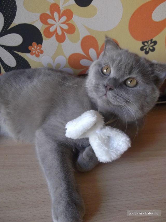 моника левениг моника левениг