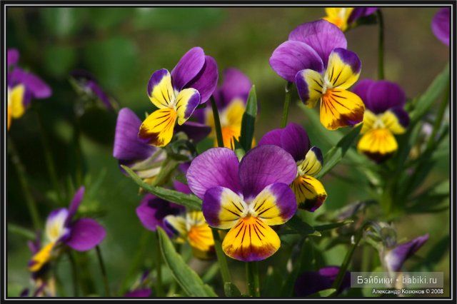 Цветы к празднику — Одежда и обувь для кукол своими руками: фото