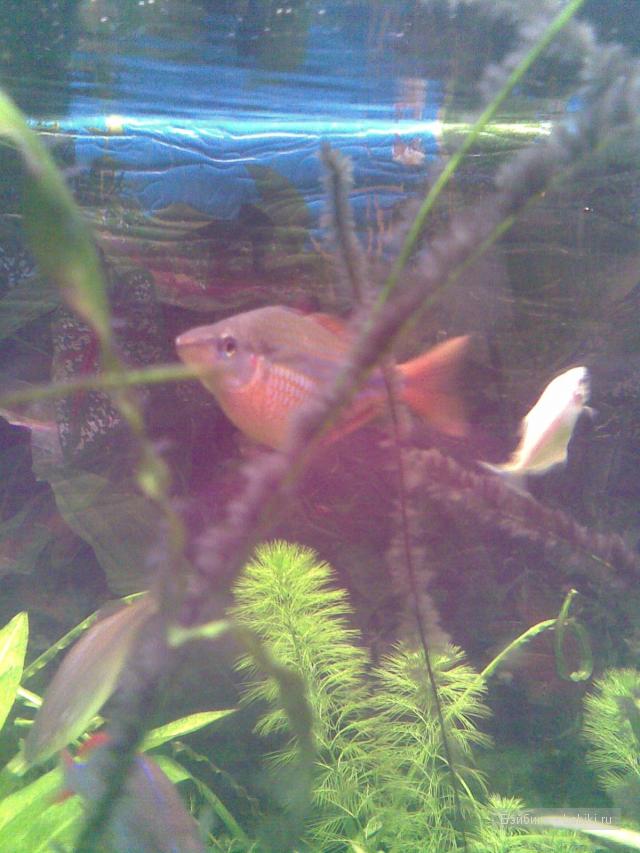 Музей кукол в Ульяновском областном Театре кукол имени народной артистки СССР В.М.Леонтьевой