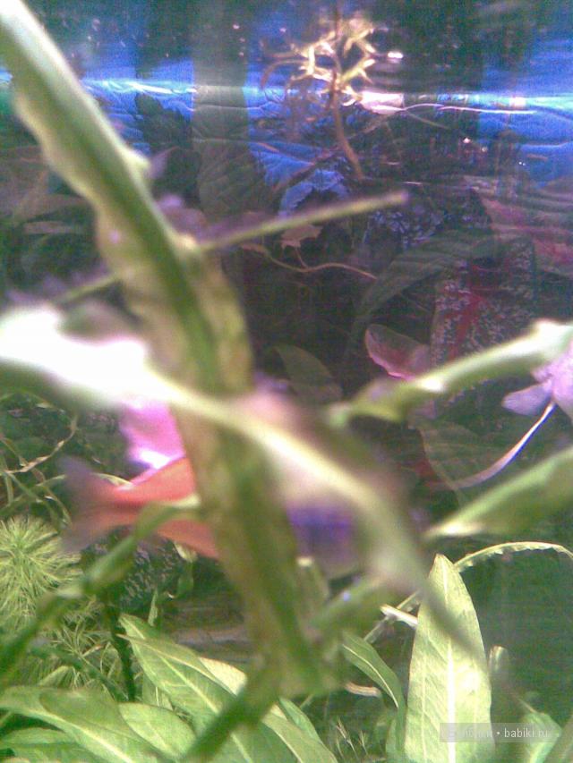 театр кукол (музей)