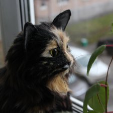 Кошка по фото