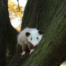 Мой новый опоссум