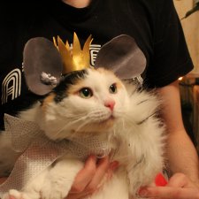 С годом мыши