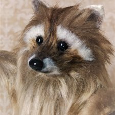 Новое, маленький енот