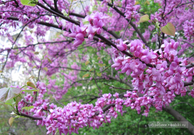 сколько цветов!