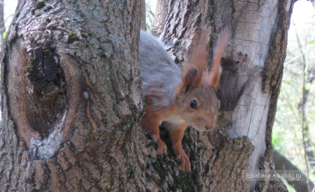 Это Лелин старый друг.Знакомьтесь!
