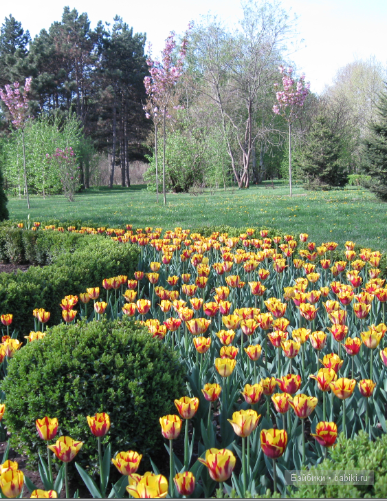 сколько цветов!