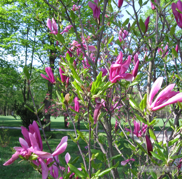 сколько цветов!