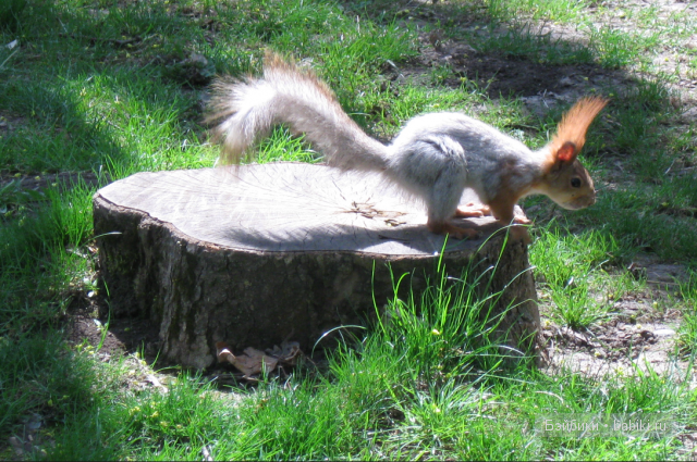 Ну всё, ищу!