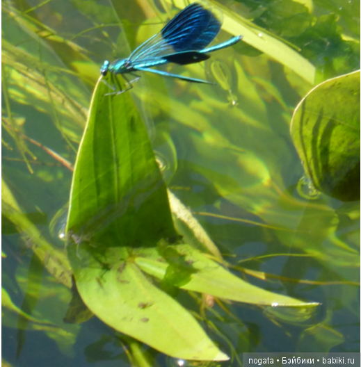 О синих стрекозах и не только