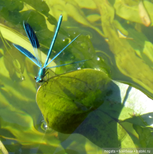 О синих стрекозах и не только