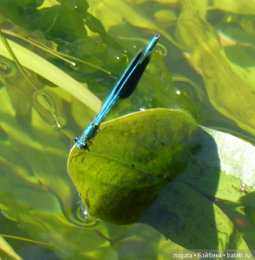 О синих стрекозах и не только