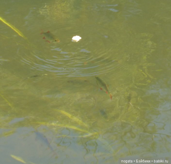 О синих стрекозах и не только