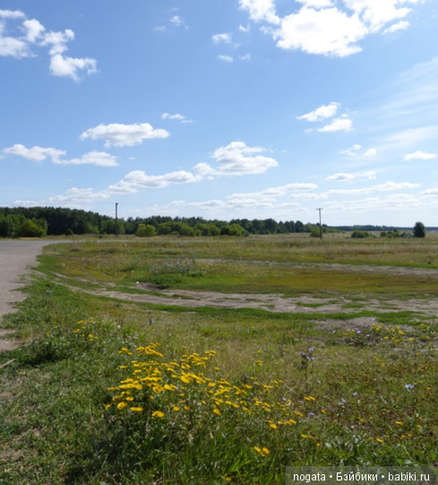 О синих стрекозах и не только