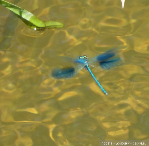 О синих стрекозах и не только