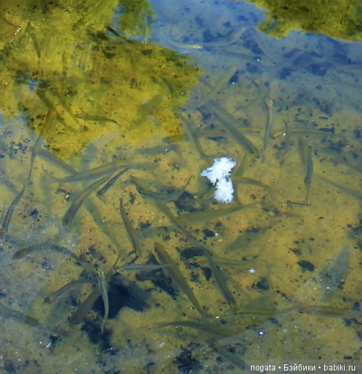 О синих стрекозах и не только