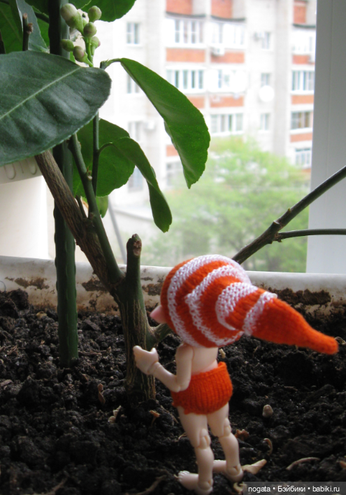 Как Изюмка был ботаником | Бэйбики Как Изюмка был ботаником — Куклы Fairyland (ФэйриЛэнд): BJD (БЖД)
