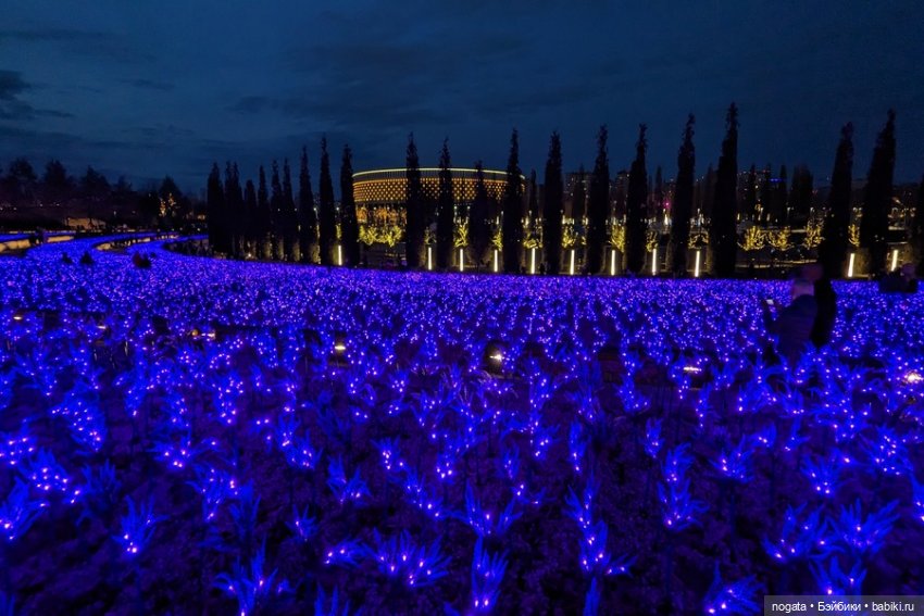 Огни рождественские — Кот Басик