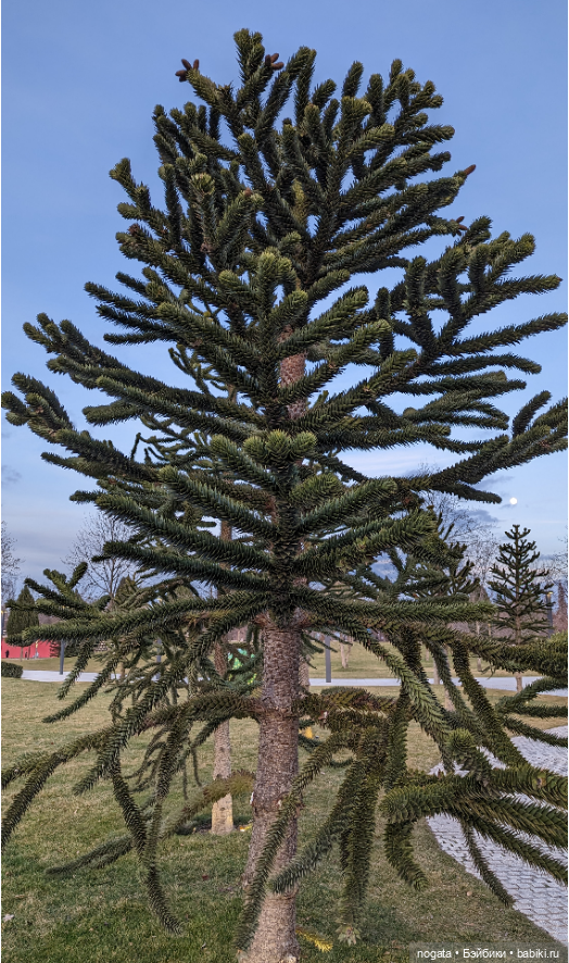 Огни рождественские — Кот Басик