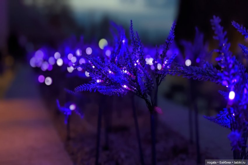 Огни рождественские — Кот Басик