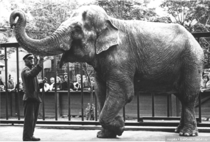 Жил-был слон — Игрушки СССР и советского детства: резиновые (фото 6)