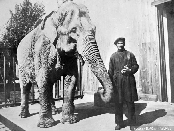 Жил-был слон — Игрушки СССР и советского детства: резиновые (фото 7)