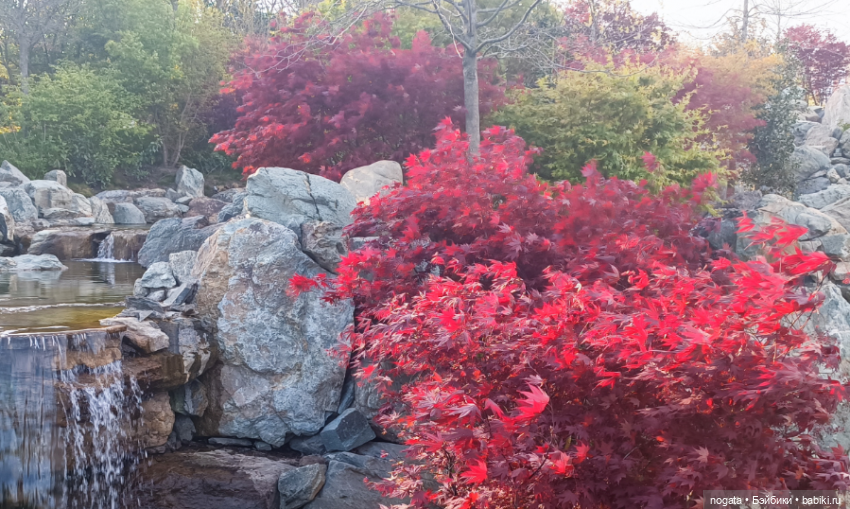 В парке Сергея Галицкого. Почти в Японии (фото 8)
