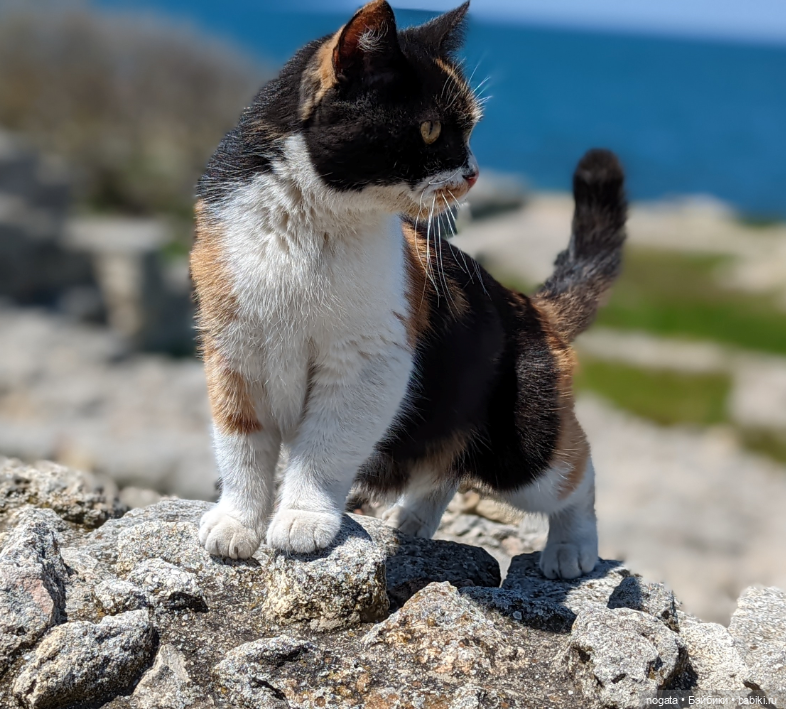 Маша и Пип в Крыму. Севастополь