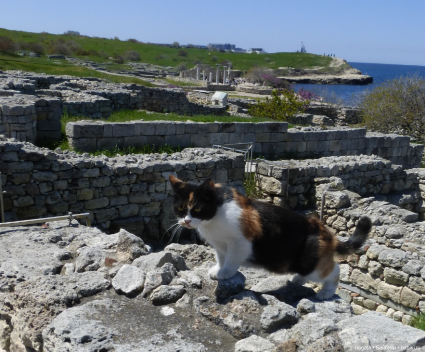 Маша и Пип в Крыму. Севастополь