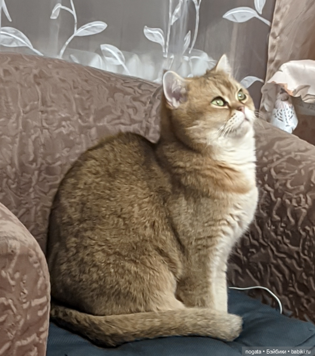 Возвращение на елку — Реставрация и преображение кукол: ремонт (фото 2)