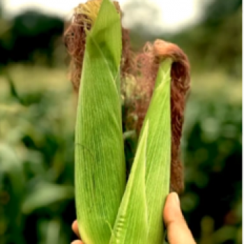 Разыскивается кукуруза - царица полей